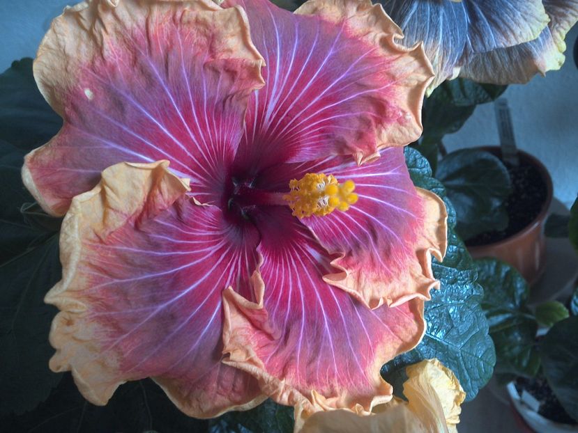 WIN_20170305_112144 - 02Hibiscus