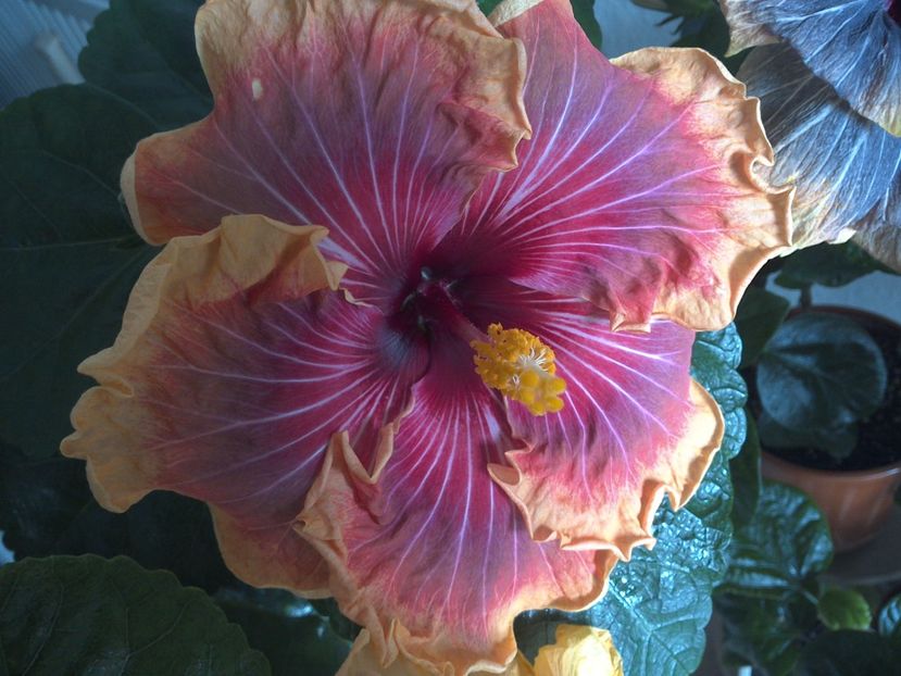 WIN_20170305_112157 - 02Hibiscus