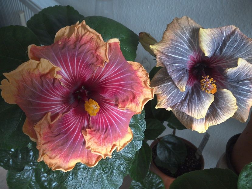 WIN_20170305_113045 - 02Hibiscus