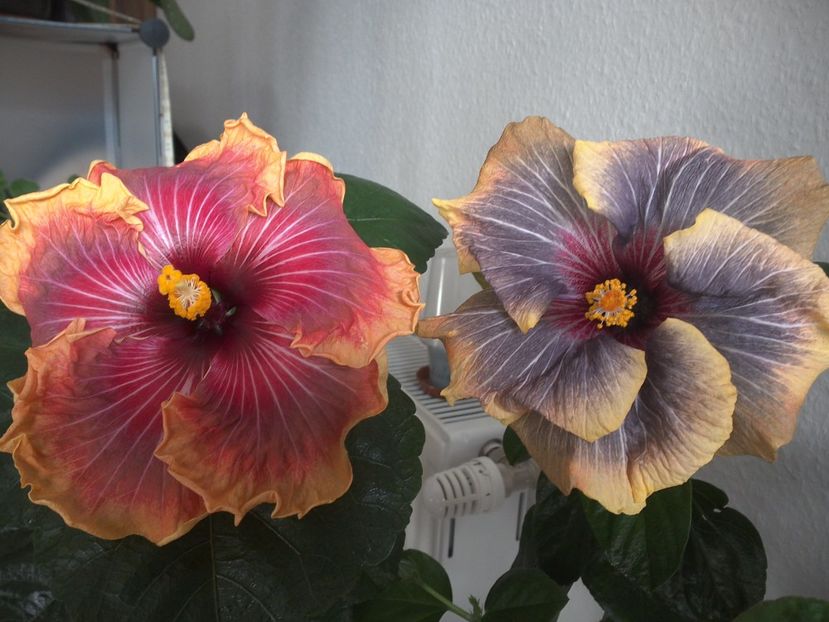 WIN_20170305_113100 - 02Hibiscus
