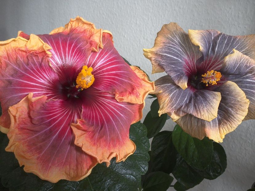 WIN_20170305_113108 - 02Hibiscus