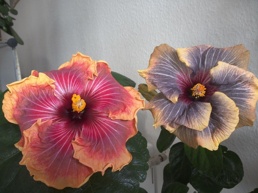 WIN_20170305_113120 - 02Hibiscus