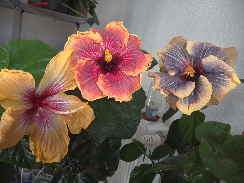 WIN_20170305_112017 - 02Hibiscus