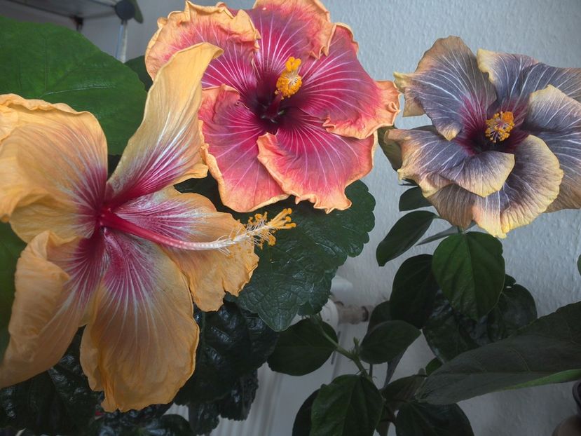 WIN_20170305_112047 - 02Hibiscus
