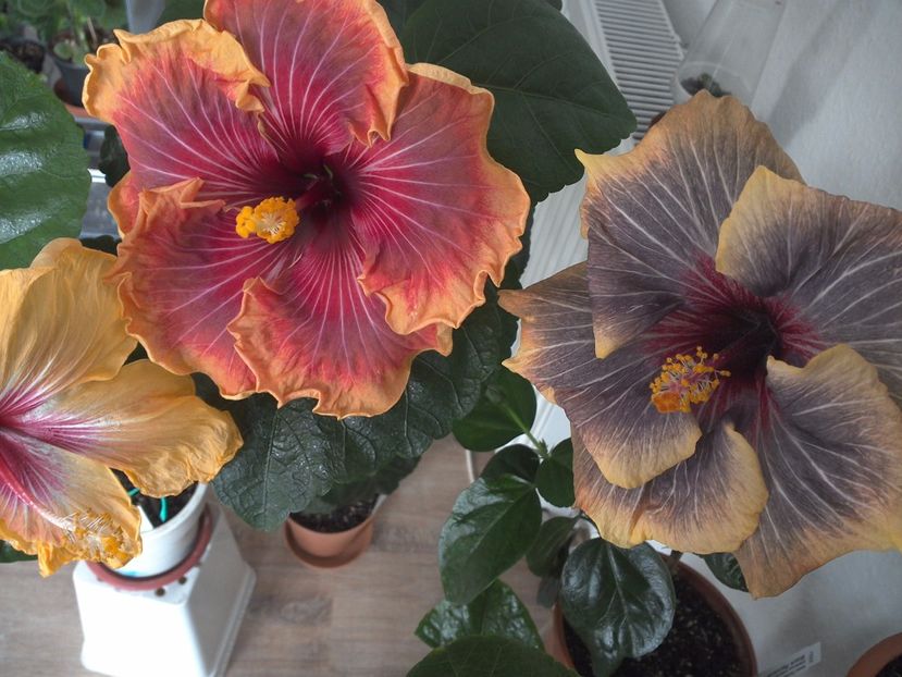 WIN_20170305_112109 - 02Hibiscus