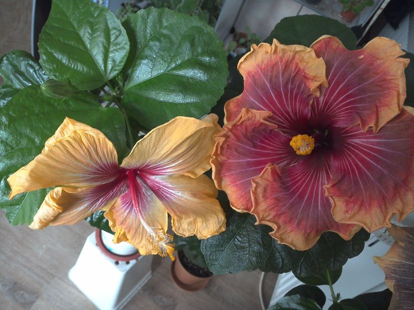 WIN_20170305_112116 - 02Hibiscus
