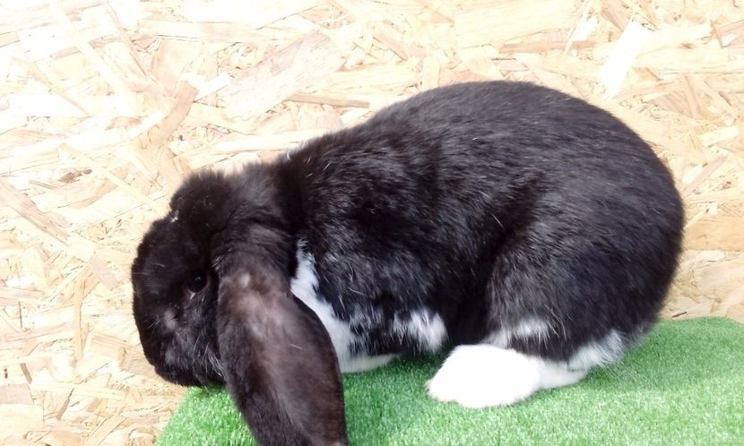  - AAAA DE VANZARE MARTIE 2017