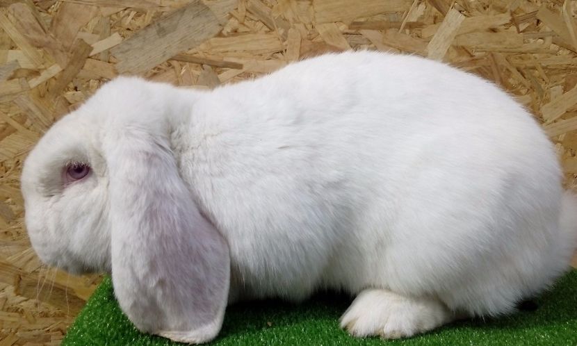  - AAAA DE VANZARE MARTIE 2017