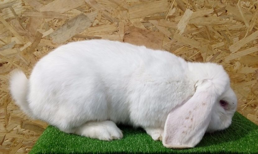  - AAAA DE VANZARE MARTIE 2017