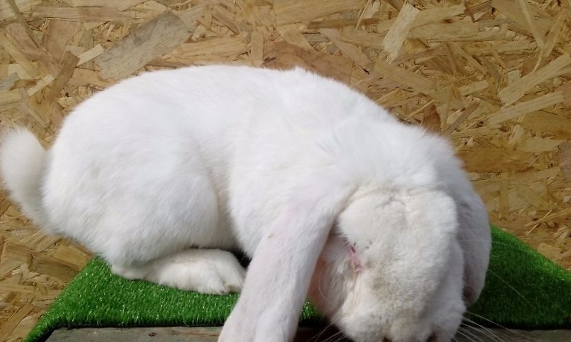  - AAAA DE VANZARE MARTIE 2017