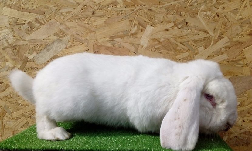  - AAAA DE VANZARE MARTIE 2017