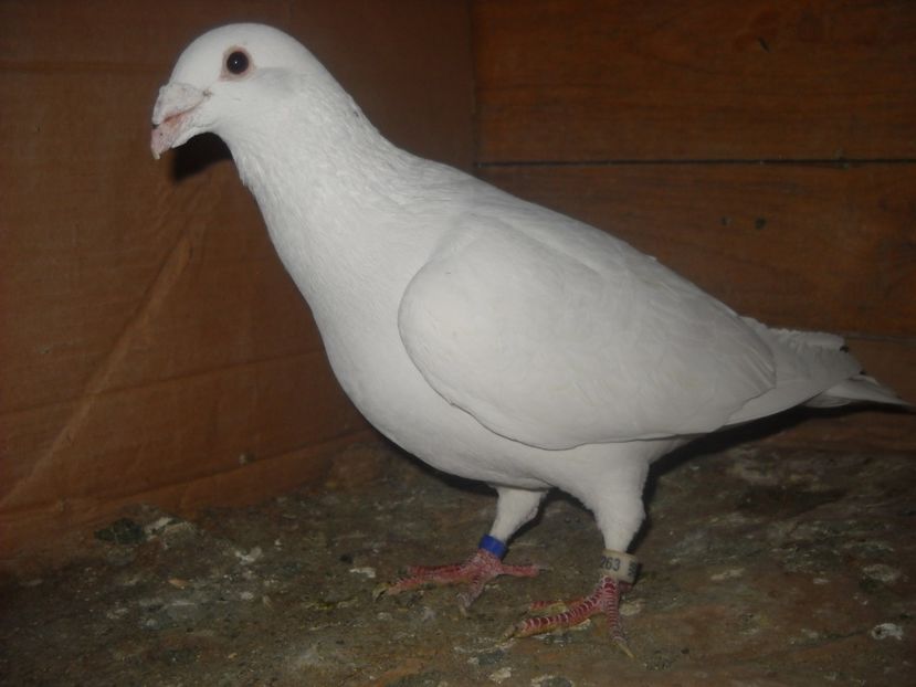  - PORUMBEI VANDUTI