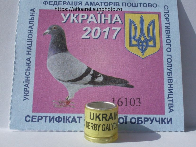 UKRAINE DERBY GALYCINA 2017 - UKRAINA-UKR