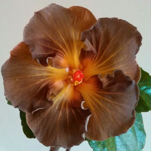  - Hibiscus Black Jack