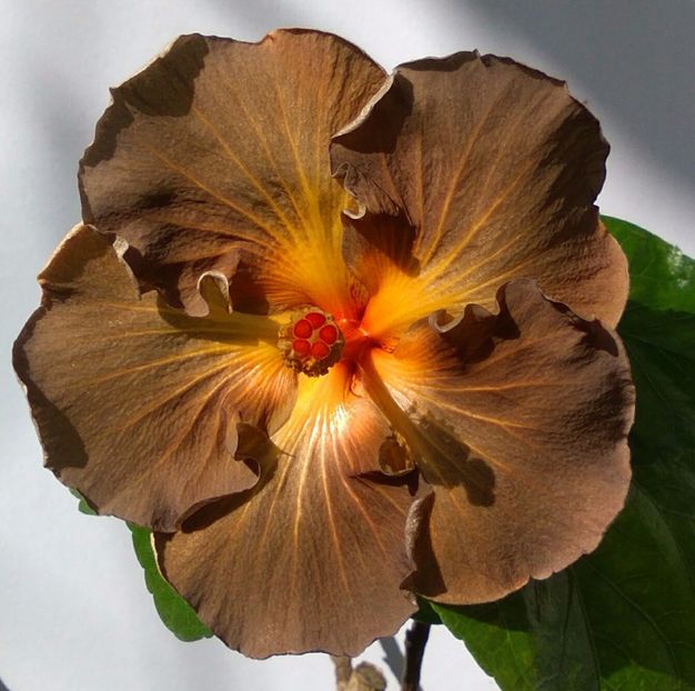  - Hibiscus Black Jack