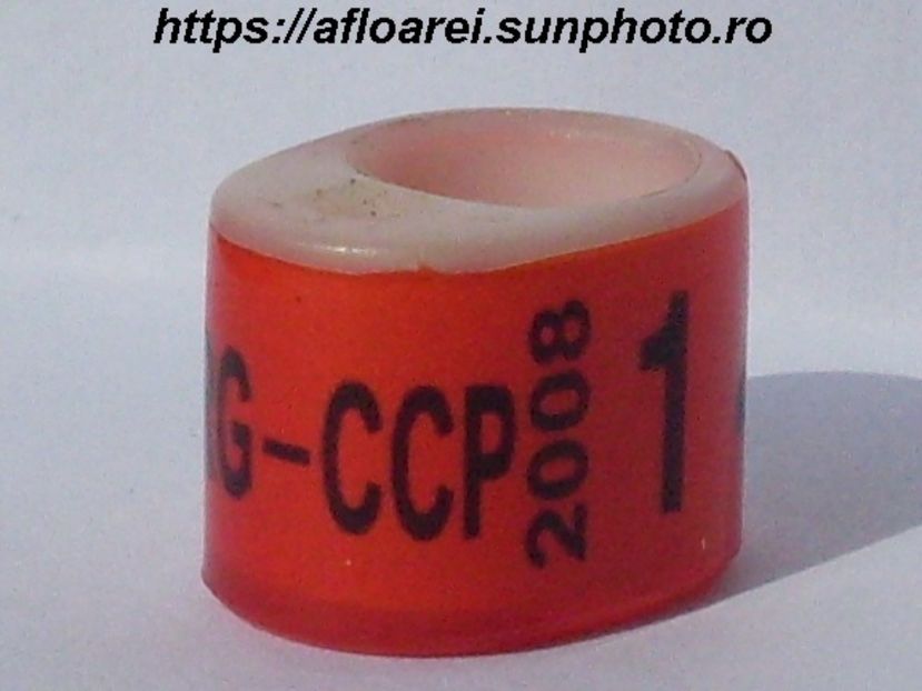 arg-ccp 2008 - ARGENTINA -FCA