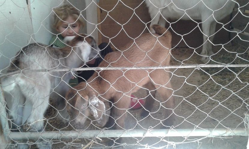  - inceputul fermei mele 1