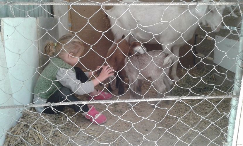  - inceputul fermei mele 1