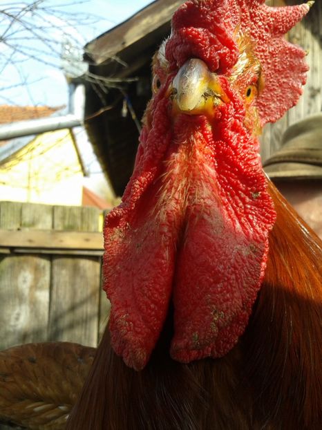  - 04 Detaliu cerbice - wattles la un cocos non-barbos