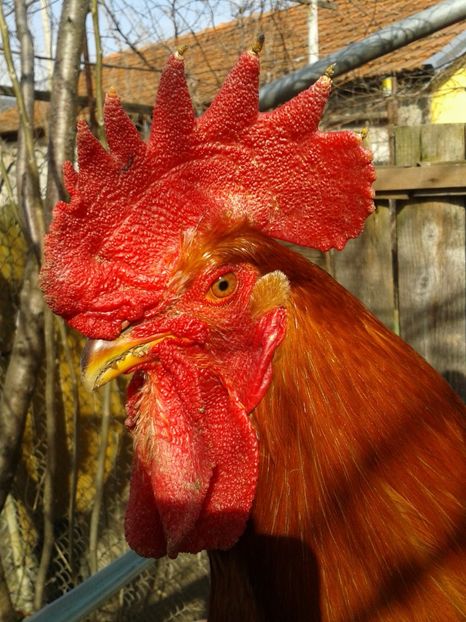  - 04 Detaliu cerbice - wattles la un cocos non-barbos