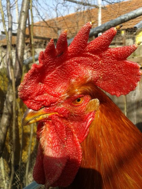  - 04 Detaliu cerbice - wattles la un cocos non-barbos