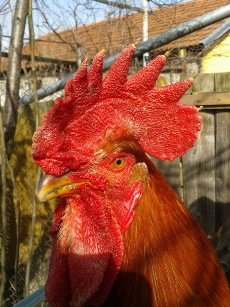  - 04 Detaliu cerbice - wattles la un cocos non-barbos