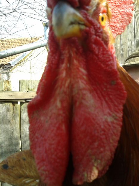  - 04 Detaliu cerbice - wattles la un cocos non-barbos