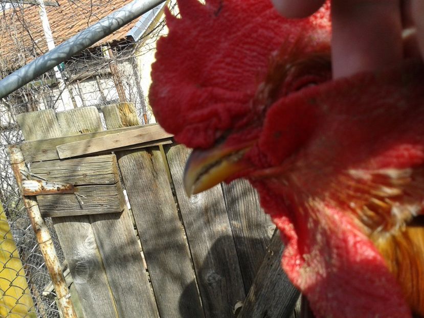  - 04 Detaliu cerbice - wattles la un cocos non-barbos