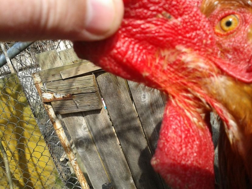  - 04 Detaliu cerbice - wattles la un cocos non-barbos