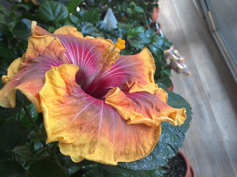 WIN_20170305_153537 - Jolanda Gommer