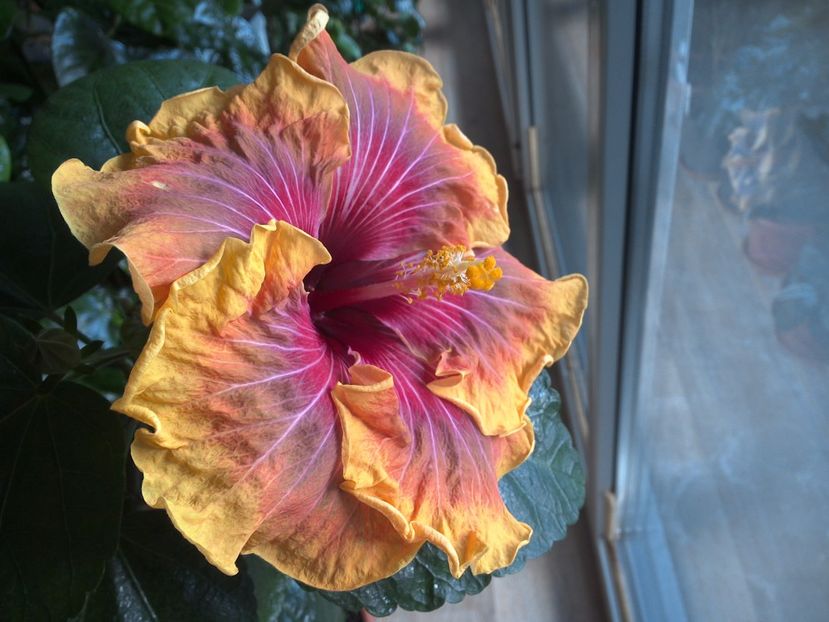 WIN_20170305_153604 - Jolanda Gommer