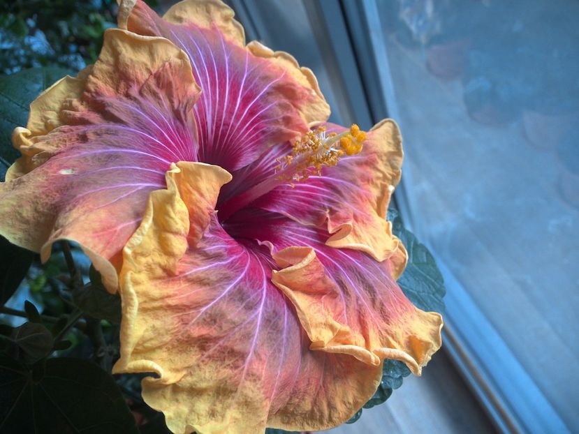 WIN_20170305_153613 - Jolanda Gommer