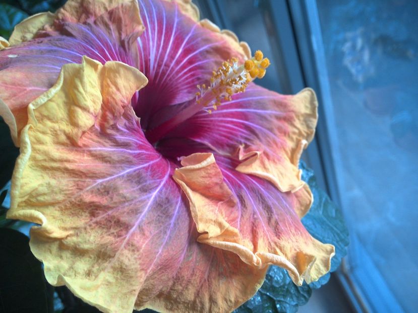 WIN_20170305_153640 - Jolanda Gommer