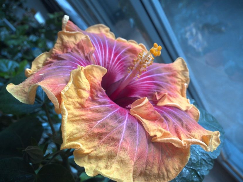 WIN_20170305_153657 - Jolanda Gommer