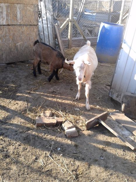 Fotografie0013 mirela si ieduta bambi (2) - b1---bambi ieduta mirelei din 29 08 2016