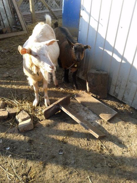 Fotografie0013 mirela si ieduta bambi (3) - b1---bambi ieduta mirelei din 29 08 2016