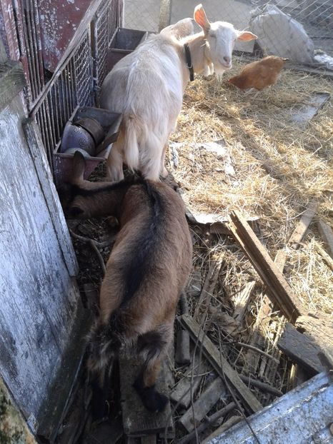 Fotografie0126 bambi ieduta mirelei (1) - b1---bambi ieduta mirelei din 29 08 2016