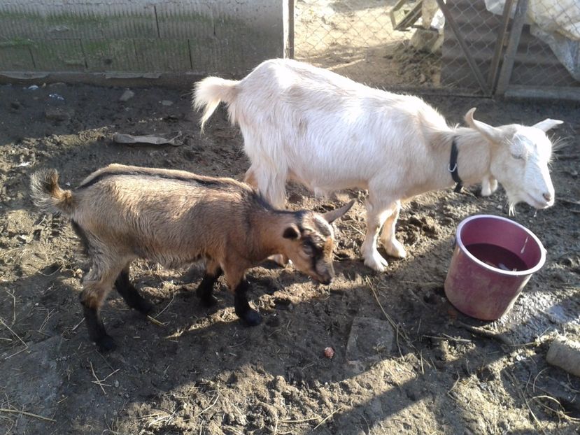 Fotografie0126 bambi ieduta mirelei (2) - b1---bambi ieduta mirelei din 29 08 2016