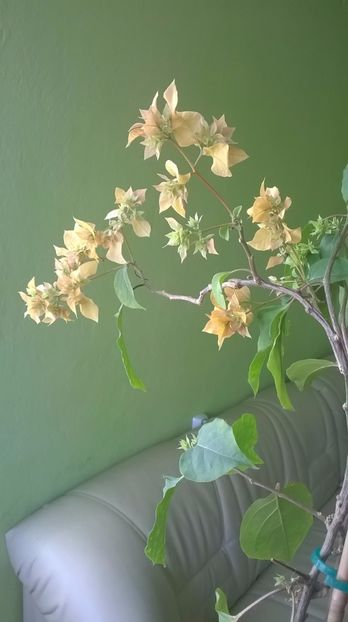  - 2017 Bougainvillea