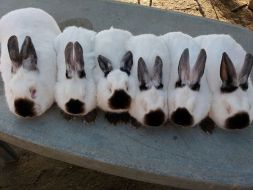  - Arhivă-Californieni