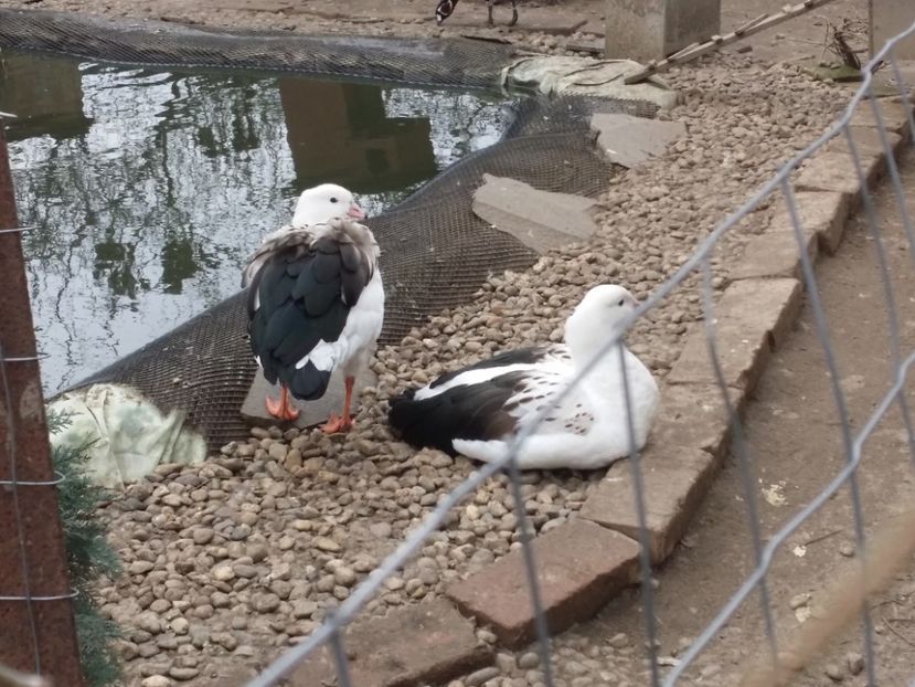 Pereche de anzi - GASTE EXOTICE