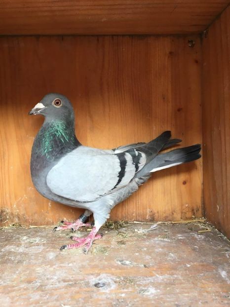 F.BELG.2015-JAN.POLDER.[.CASANOVA.]-J.AARDEN-DETALI.IN.PRIVAT - VANZARE PORUMBEI 2016