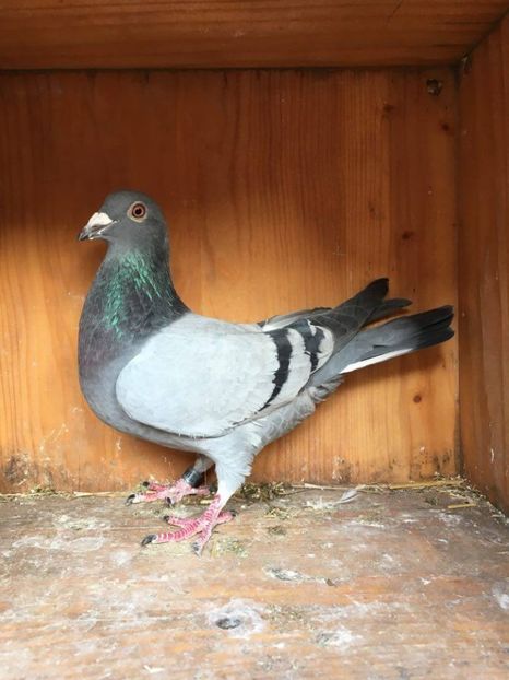  - VANZARE PORUMBEI 2016