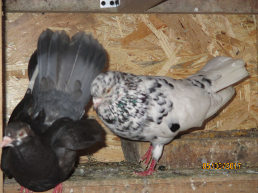  - Z ARHIVA ROLLERI DE SMIRNA 2017