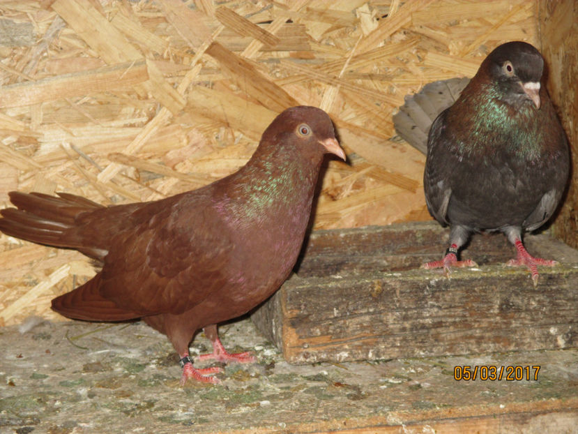  - Z ARHIVA ROLLERI DE SMIRNA 2017