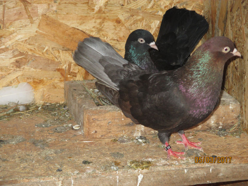  - Z ARHIVA ROLLERI DE SMIRNA 2017