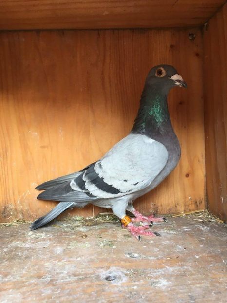  - VANZARE PORUMBEI 2016