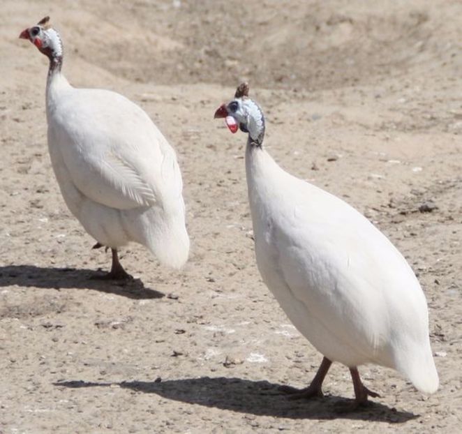 Alba - Bibilici varietate