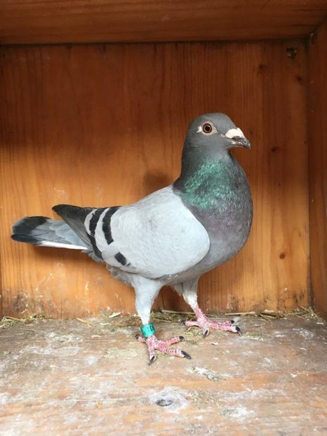 F.2013.GB-.V.DICK-KOPPMAN,DETALI.IN.PRIVAT - VANZARE PORUMBEI 2016