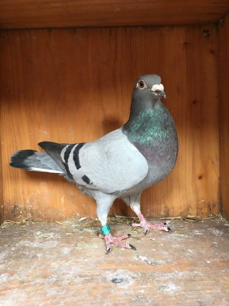  - VANZARE PORUMBEI 2016